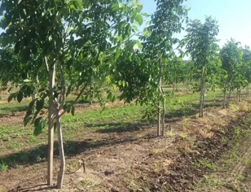 В Україні врожай горіхів буде на рівні минулого року