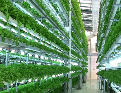 В Нидерландах поставщик фруктов и овощей Staay Food Group ведет строительство вертикальной фермы площадью 900 м2, общая площадь которой составит 3 тыс.м2