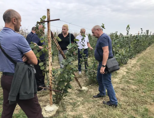 10 тонн фундуку з гектара: фундук на шпалері вже в Україні