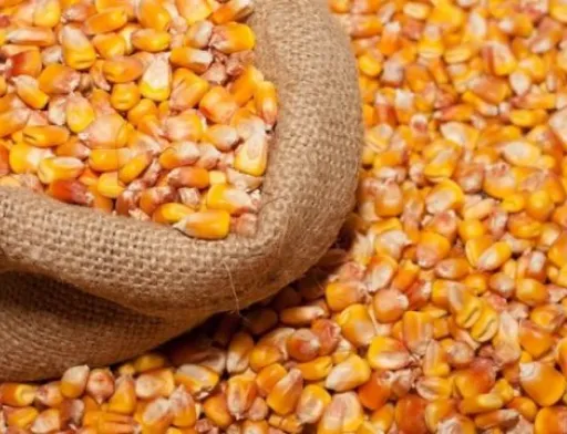 В експорті українського продовольства домінує кукурудза