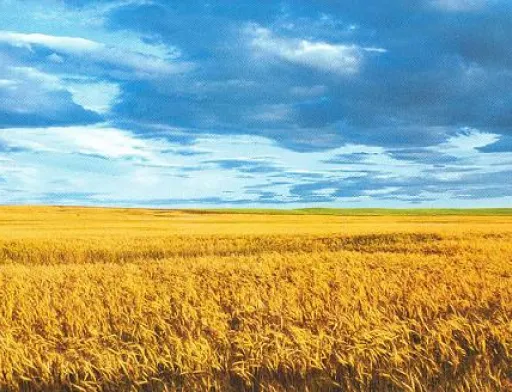 Міністр економіки пояснив, чому іноземці не скуповуватимуть українську землю: у нас унікальне рейдерство та суди