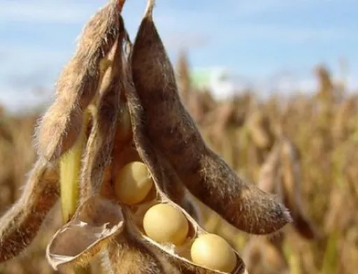 За місяць продажі сої у світі зросли на 220%