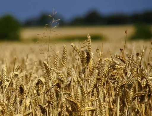В рамках гуманітарної програми «Grain from Ukraine» Україна відправлятиме до 10 суден з продовольством щомісяця