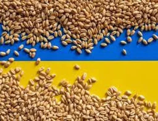 Обласні адміністрації зможуть передавати надлишкове зерно для гуманітарної програми «Grain from Ukraine»