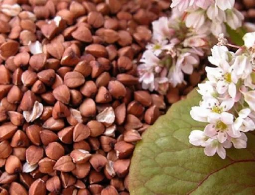 Озвучено умови форвардних закупівель зерна гречки врожаю 2021 року
