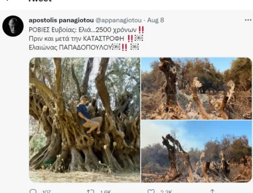 У Греції лісова пожежа знищила оливкове дерево, якому було 2,5 тисячі років