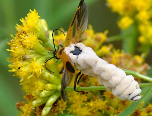 Вчені виявили грибок Eryniopsis lampyridarum, який паразитує на комахах і змушує їх перетворюватися в "зомбі"