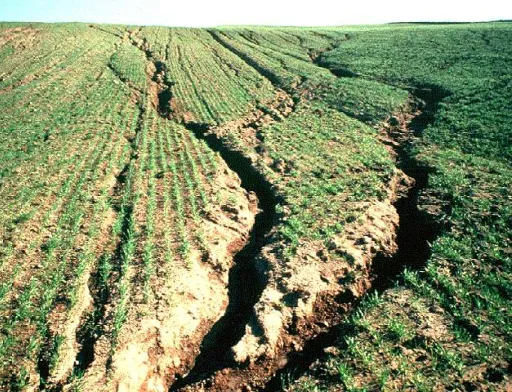 Щороку ґрунт втрачає по 400-500 кг органіки з гектара, а відновлювати ці втрати нічим. В Україні використовують переважно мінеральні добрива, органічних просто немає