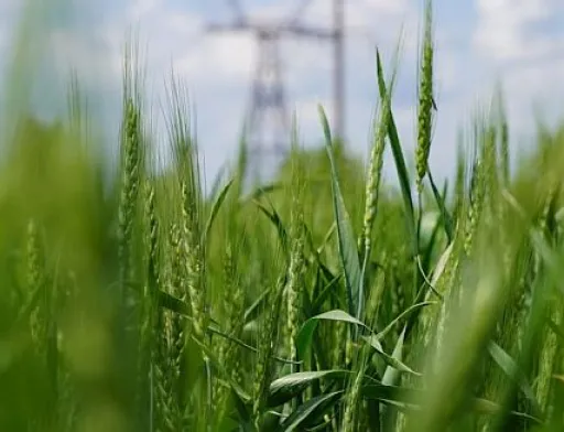 В Україні запрацювала електронна система Є-Рослинництво