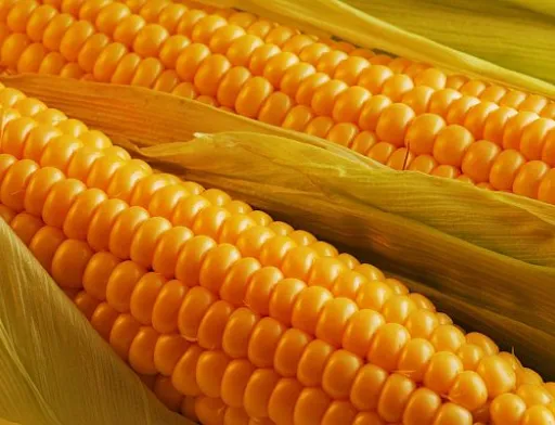 ЄС збільшив імпорт кукурудзи: Україна посилює позиції