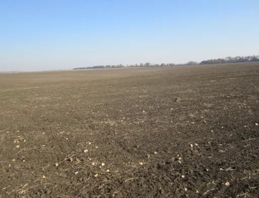 На Миколаївщині аграрії будуть пересівати до 80% озимих
