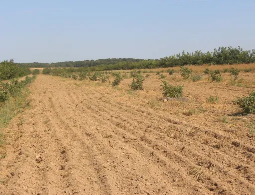 Горіховий подарунок від провідного питомника