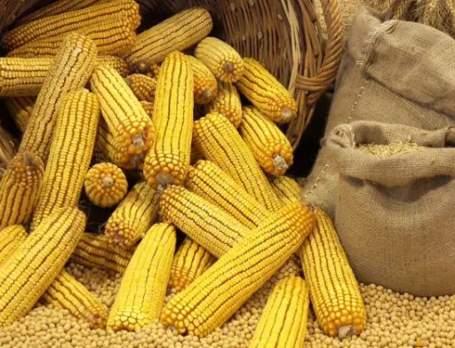 Посуха змусила Угорщину купляти кукурудзу в Україні