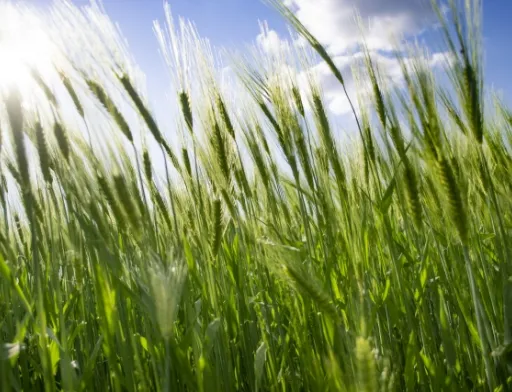 Corteva Agriscience запускає Inatreq™ Active для зернових в Європі