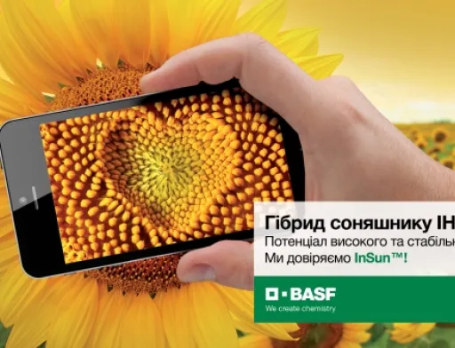 BASF виводить на ринок перший гібрид соняшника традиційної системи вирощування