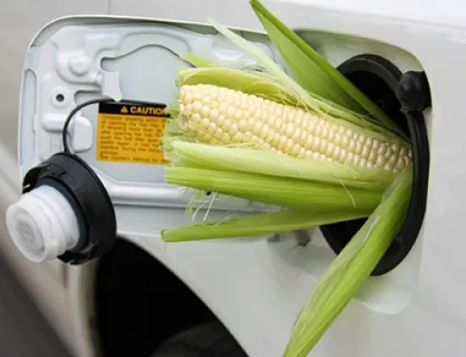 ALFA Smart Agro отримала сертификат ISCC для постачання в ЄС кукурудзи та ріпаку