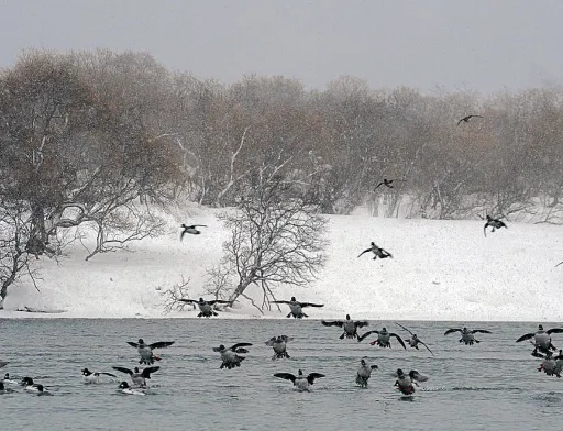У основних переносників пташиного грипу у дикій фауні (водоплавні качки, гуси та лебеді) весняна міграція починається дуже рано