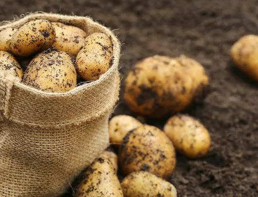 Нідерландська картопляна компанія Solynta розробила різновид картоплі, який стійкий до картопляної фітофтори
