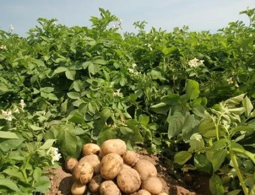Вітчизняні науковці інституту не лише працюють над виведенням сортів картоплі, котрі зможуть протистояти викликам природи, але й досягли в цьому певних успіхів
