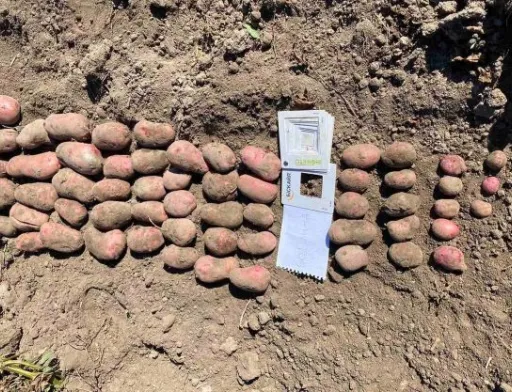 Українські селекціонери створили новий сорт картоплі