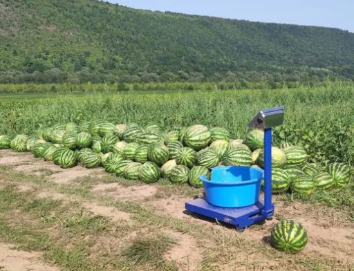 На Прикарпатті експериментують з кавунами