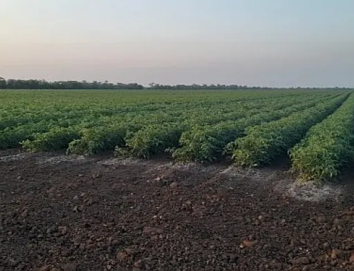 Кілійське МУВГ вже забезпечило зрошення 7043 га сільськогосподарських культур