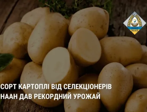 Новий український сорт картоплі дав врожайність 108 тонн з гектара