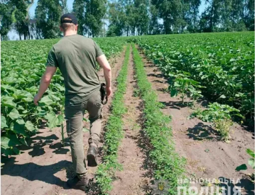 На Миргородщині поліція зібрала із соняшникового поля близько 5 тисяч кущів конопель