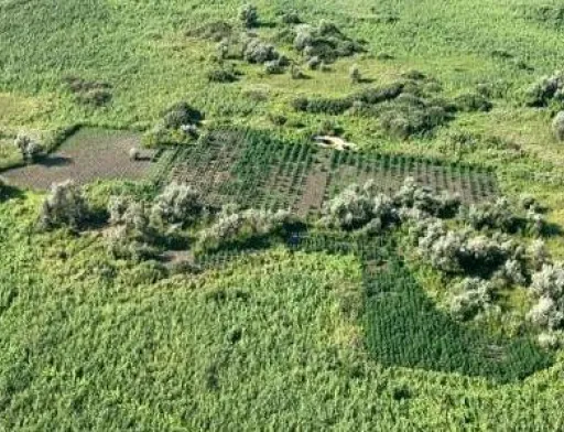 Правоохоронці вилучили посів конопель вартістю 2 млн дол