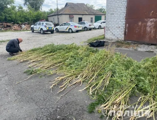 На Дніпропетровщині на території приватного товариства росло понад тисячу кущів конопель