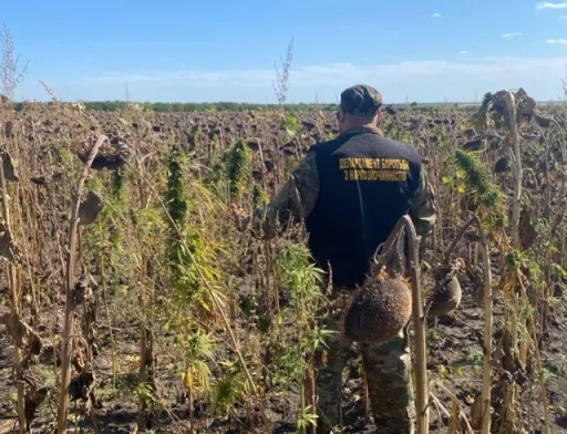 На Дніпропетровщині посеред соняшникового поля знайшли найбільшу плантацію конопель