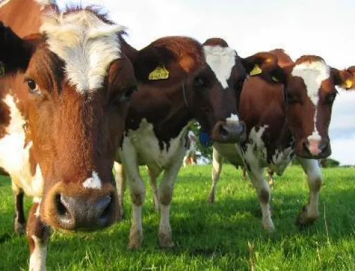 В регионе увеличение продукции животноводства при сокращении поголовья объясняют ростом производительности.