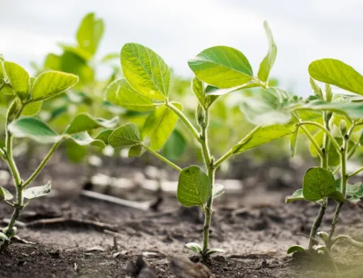 Corteva Agriscience та Symborg оголосили про угоду по азотфіксуючому продукту на основі мікробів
