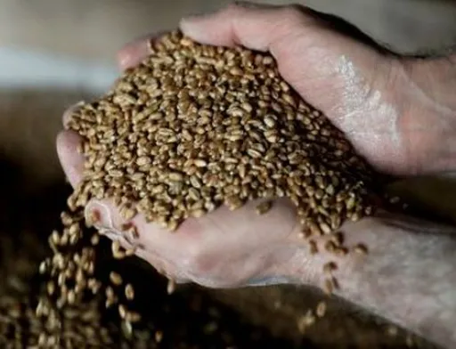 Масштабні крадіжки сільгосппродукції окупантами свідчать про те, що вони не планують залишатись надовго