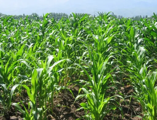 Перспективи збільшення посівів кукурудзи цієї весни