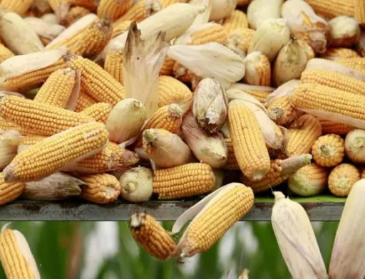 Євросоюз схвалив безмитне ввезення 750 тисяч тонн української кукурудзи