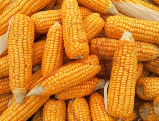 УЗА зменшила прогноз врожаю кукурудзи в цьому році до 36,4 млн т