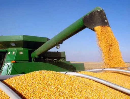Покупці української кукурудзи піднімають ціни на продукцію нового врожаю