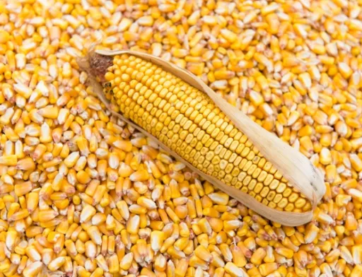 Україна нарощує експорт кукурудзи. Як змінюється географія?