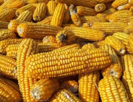 Молдова втратила 90% врожаю кукурудзи