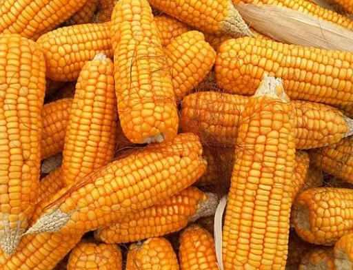 Ситуація на ринку сільгосппродукції: кукурудза дорожчає, соя дешевшає