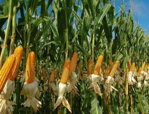 Ні посуха, ні пандемія найімовірніше не звільнять продавця кукурудзи від виконання контракту, — адвокати