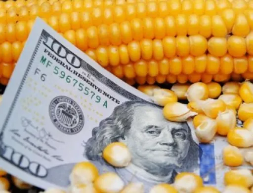 З України вивезли майже 13 млн тонн кукурудзи