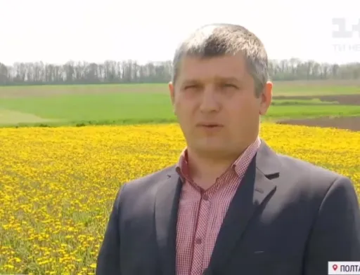 Кульбаба vs картопля: чому українські фермери відмовляються від городини на користь лікарських трав