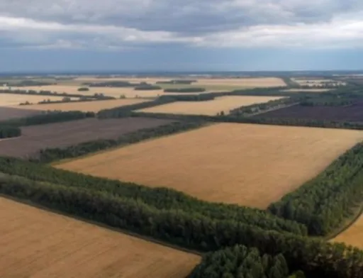На Херсонщині почали відновлювати лісосмуги