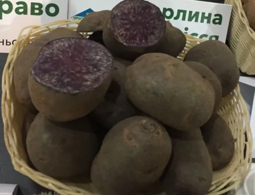 Вітчизняні селекціонери вивели фіолетову картоплю Чорний либідь