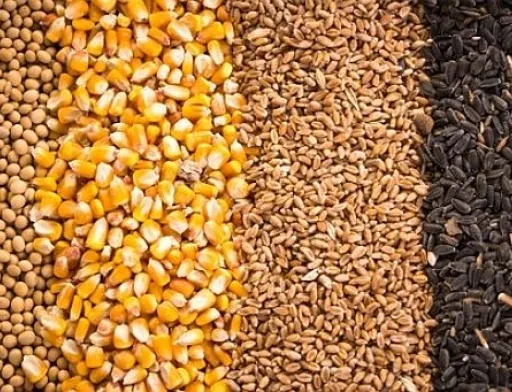 Ліквідність кукурудзи та ріпаку поступово зростає