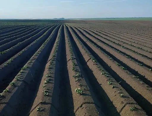 Збільшувати ліміти на купівлю земель під час війни несправедливо, – Денис Марчук