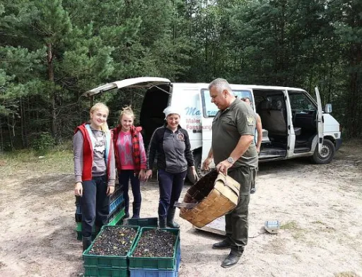На Херсонщині встановлено рентну плату за збір лісових ресурсів