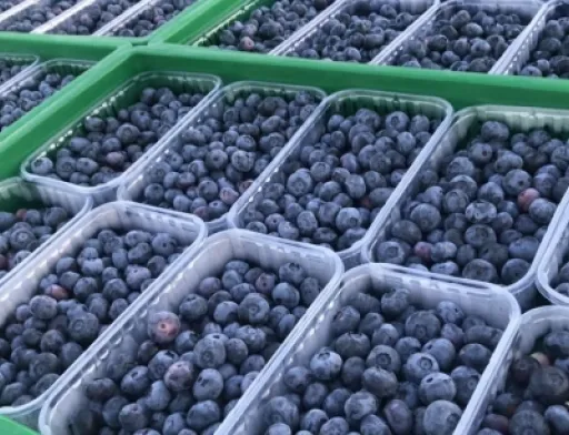 BigBlue Organic Blueberry Farm вже цього сезону вийде на ринок Скандинавії